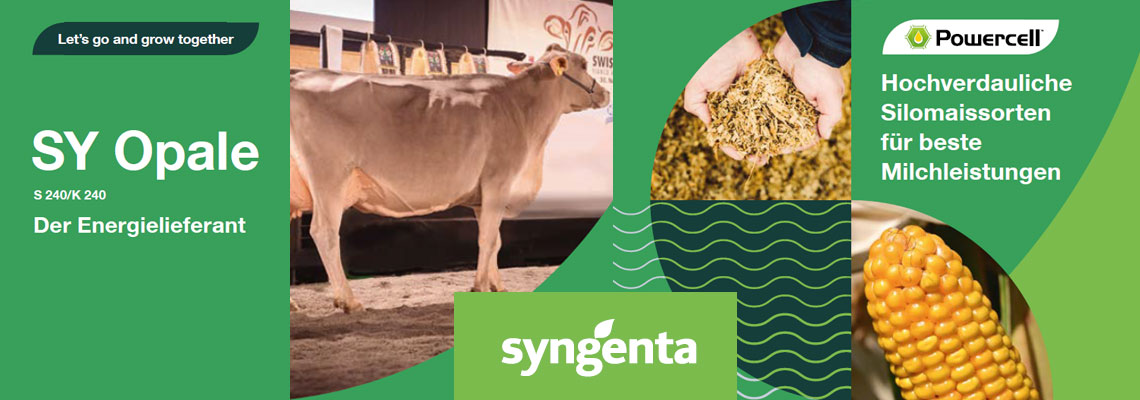 Syngenta SY Opale
